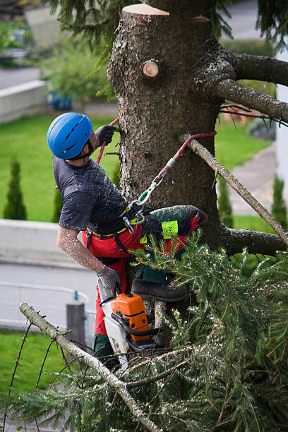 Professional  Tree Services in Inwood, WV